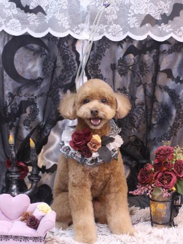 20231017ぷぷくん